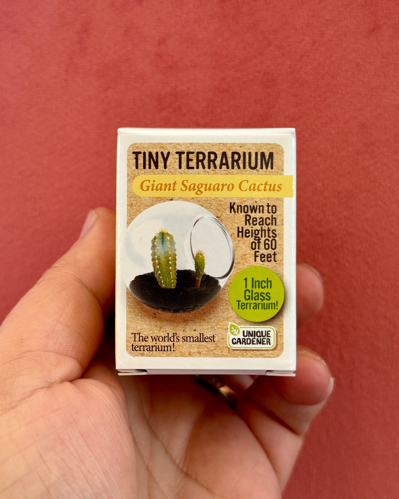 Grow Giant Saguaro Cacti in the World’s smallest terrarium! Each high-quality globe is hand made and has a flat surface on the bottom to make sure it never rolls. Cacti are easy to sprout and grow and will germinate in the Tiny Terrarium in about a week and thrive for years with minimal water! The Cacti will naturally conform to the container and stay small while growing in it. However, they can grow to full size if they are transplanted into progressively larger containers.


• Made in United States