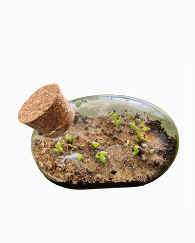 Mini Desert Mouse Glass Terrarium