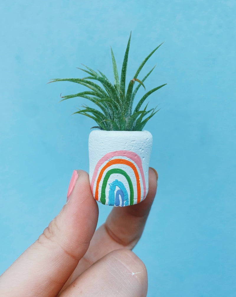 O'Berry's Mini Planter and Air Plant